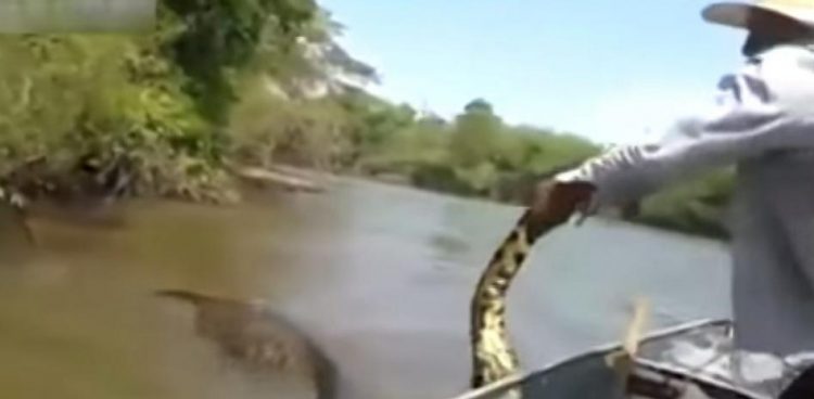 Insoportable vídeo viral de un pescador luchando contra una anaconda gigante