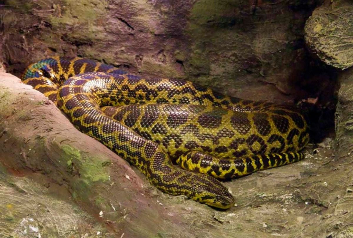 Insoportable vídeo viral de un pescador luchando contra una anaconda gigante