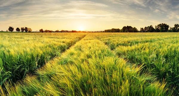 Um agricultor encontra muitos ovos estranhos no seu campo – mas quando eles eclodem, ele começa a chorar…