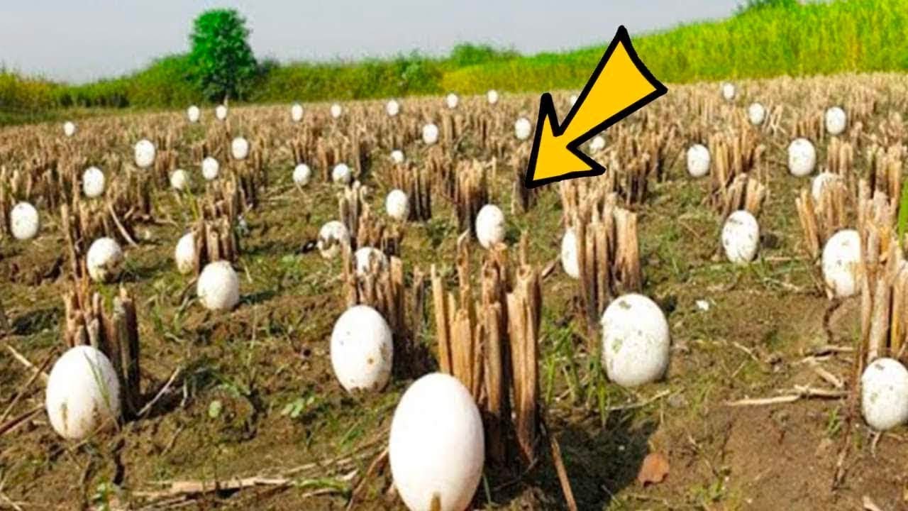Um agricultor encontra muitos ovos estranhos no seu campo – mas quando eles eclodem, ele começa a chorar… ➤ Buzzday.info