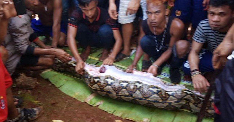 Egy nőt találtak egy óriás piton gyomrában Indonéziában…  ➤ Buzzday.info