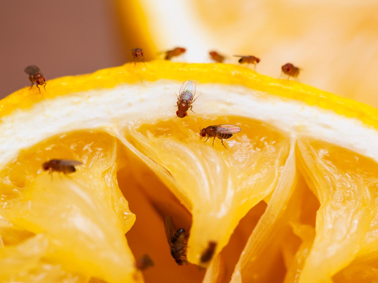 Fruchtfliegen sind überall… Aber keine Panik, mit DIESEM Trick können Sie sie für immer loswerden! ➤ Buzzday.info