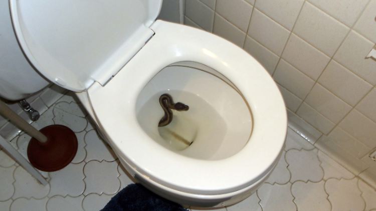 Mann findet “Schlange” in seiner Toilette – Als der Prüfer sie sieht, flüstert er: “Das ist keine Schlange…” ➤ Buzzday.info
