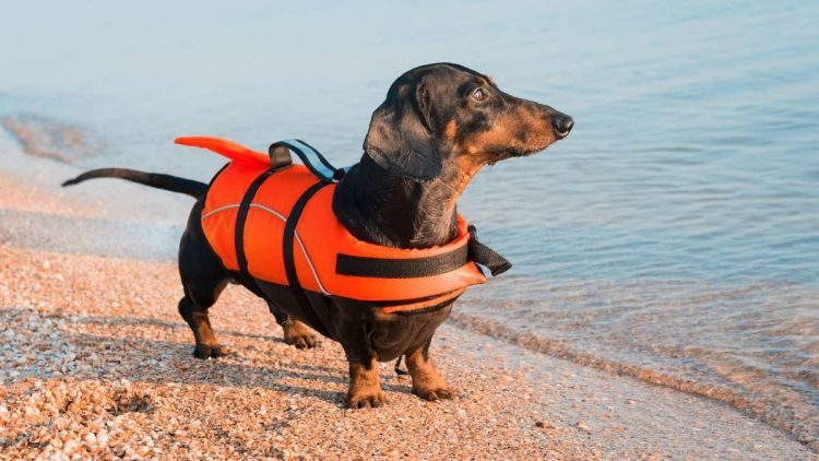 EIN DACKEL GEHT IM SEE UNTER WASSER: WAS SEIN BESITZER DANN TUT, IST LÄCHERLICH