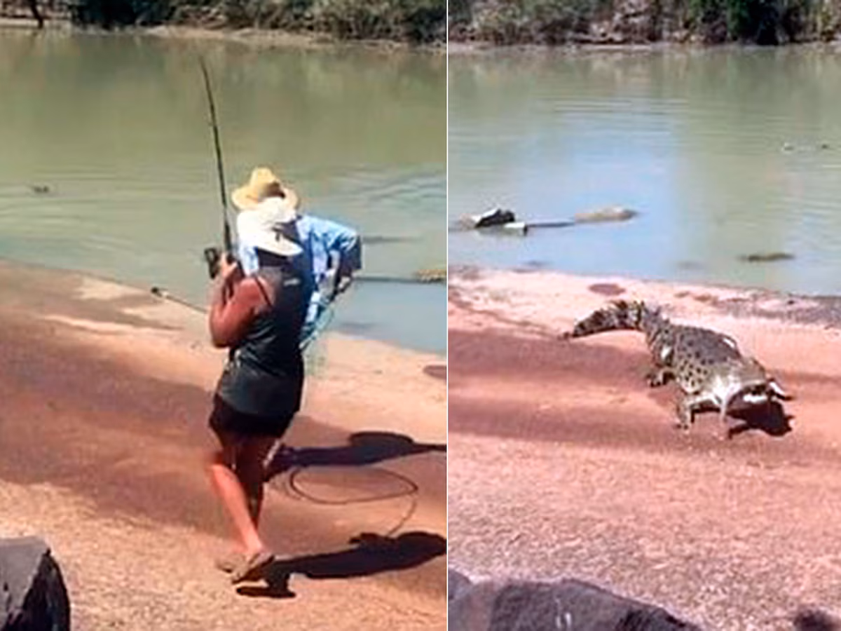 Un cocodrilo roba un pescado a un joven pescador