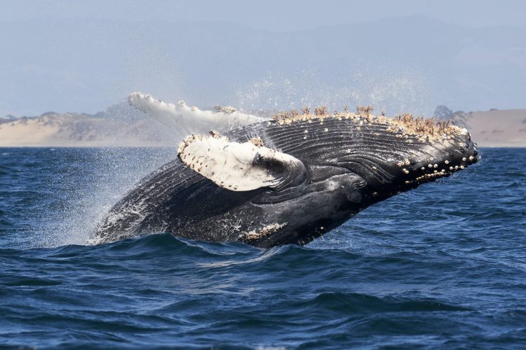 Vídeo: el impactante momento en que una ballena se traga a dos turistas