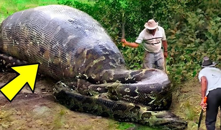 Estes trabalhadores encontraram uma cobra gigante – não vais acreditar no que descobriram dentro dela!