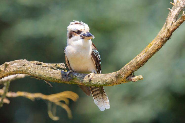 Als ein Parkwächter sieht, was dieser Vogel essen will, zückt er sofort seine Kamera