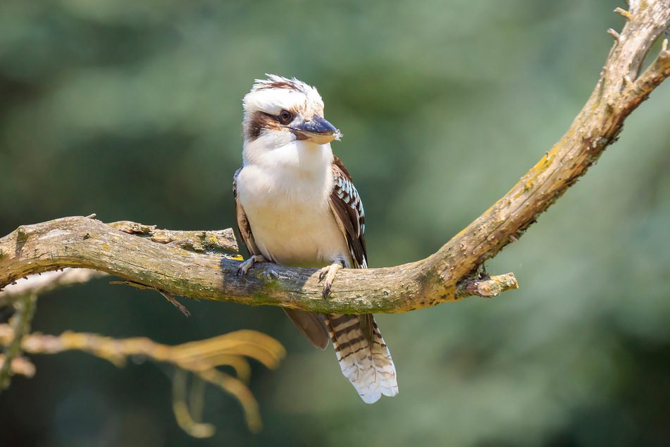 Als ein Parkwächter sieht, was dieser Vogel essen will, zückt er sofort seine Kamera ➤ Buzzday.info