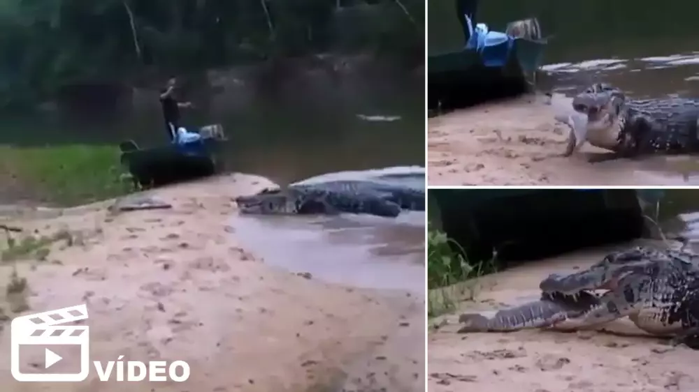 Un cocodrilo roba un pescado a un joven pescador