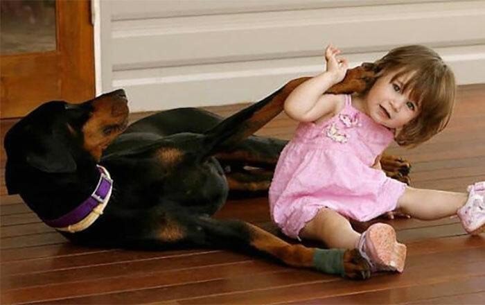 Egy kétéves kislányt egyedül hagytak egy dobermann kutyával. A játéknak hirtelen vége szakadt, amikor a kutya morogni és fogait mutogatni kezdett ➤ Buzzday.info