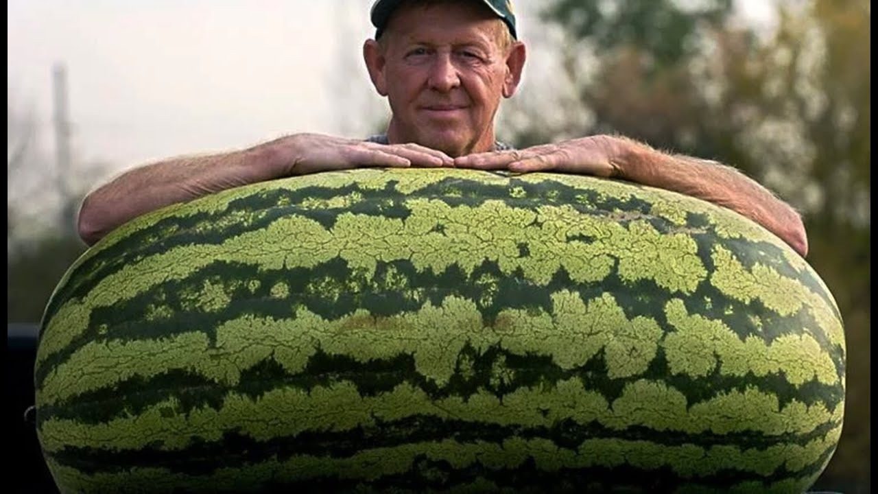 Egy férfi vásárolt egy jelentős, százharminc kilogrammos görögdinnyét, és nagyon meglepődött, amikor felvágta. ➤ Buzzday.info