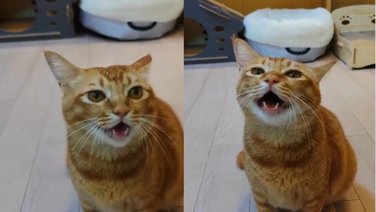 Gracias a su talento para cantar, el gato conquistó TikTok y se ganó el apodo de “cat-tante” ➤ Buzzday.info