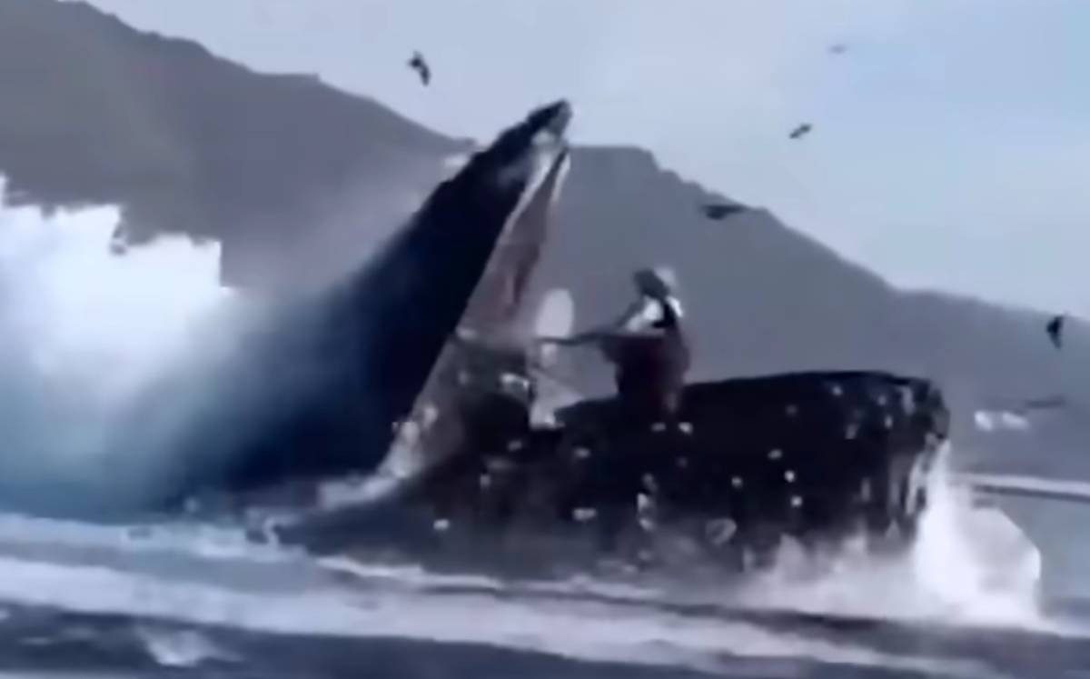 Viral el vídeo “trampa” de dos turistas siendo tragados y escupidos por una ballena ➤ Buzzday.info