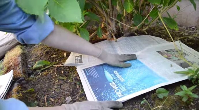 Algumas pessoas colocam jornais velhos no seu jardim, e aqui está o porquê ➤ Buzzday.info