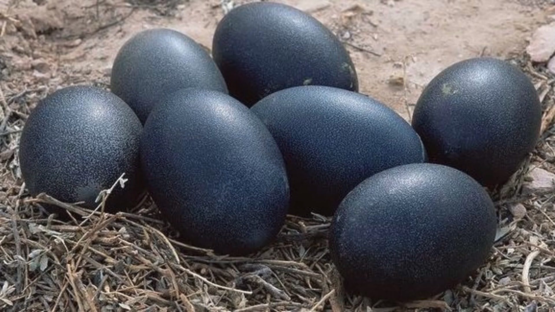Egy gazda talált néhány furcsa tojást – nézd meg, mi kelt ki belőlük ➤ Buzzday.info