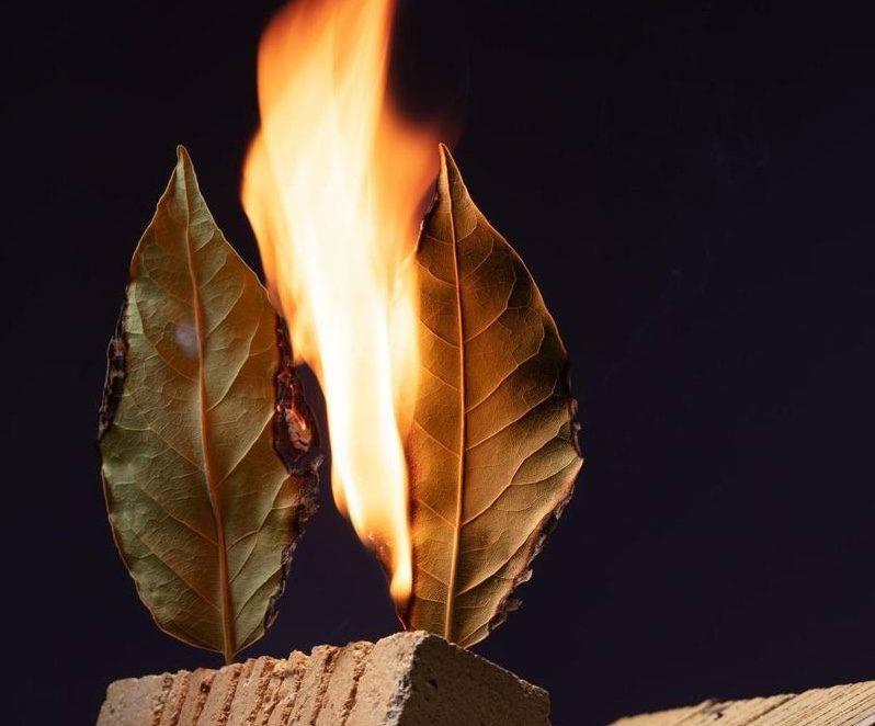 Por eso, cada vez más personas queman hojas de laurel en casa antes de acostarse ➤ Buzzday.info