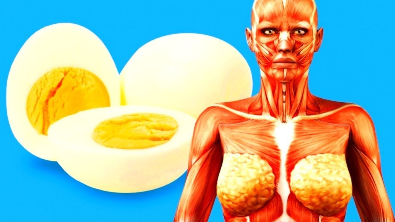 ¿Qué le ocurre al cuerpo si se come un huevo todos los días? ➤ Buzzday.info