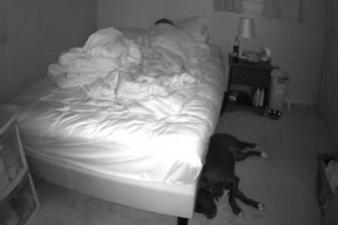 Mientras trabajaba, su mujer y su perro fueron grabados por una cámara oculta ➤ Buzzday.info