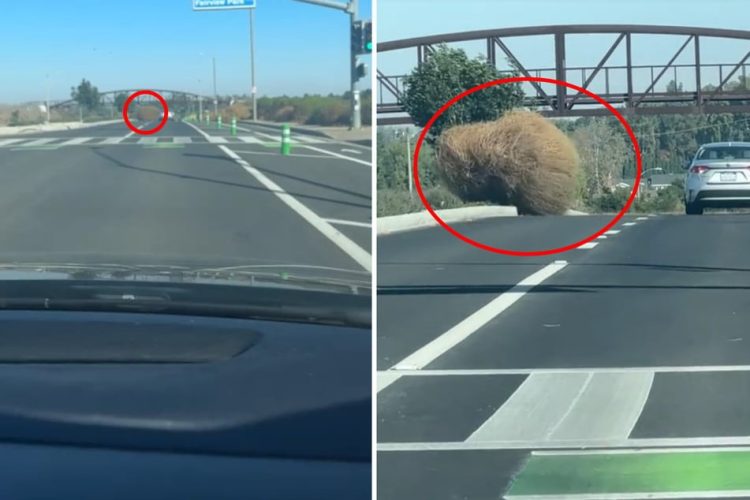 WENN EINE FRAU ETWAS RIESIGES AUF DER STRASSE AUF SICH ZUROLLEN SIEHT, NIMMT SIE ES SOFORT AUF VIDEO AUF