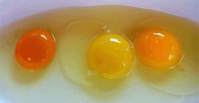 A cor da gema do ovo indica a saúde da galinha ➤ Buzzday.info