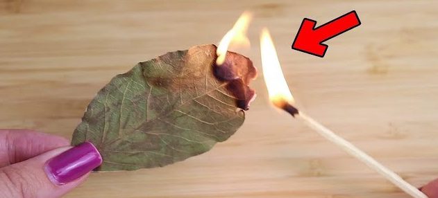 Porquê queimar folhas de louro em casa? Dica poderosa ➤ Buzzday.info