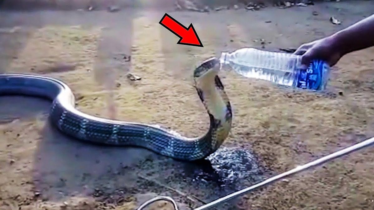 Умираща кобра пълзеше към хората и те правеха следното ➤ Buzzday.info