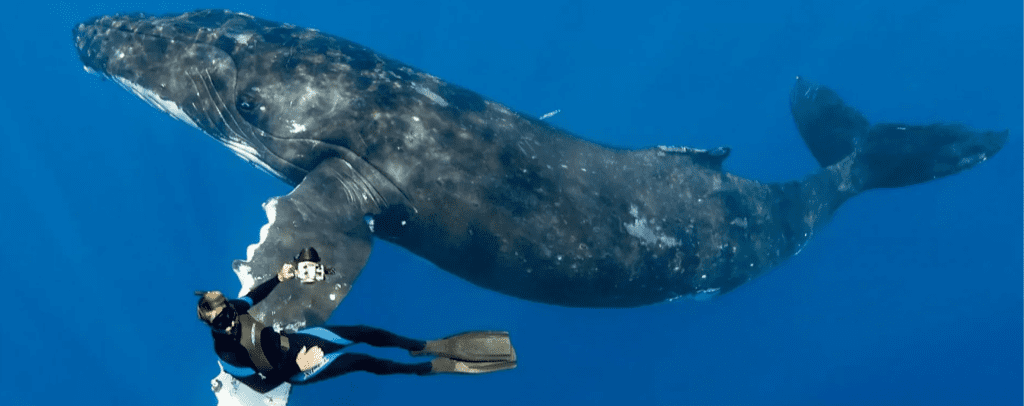 Não podiam acreditar no que a baleia lhes estava a mostrar. ➤ Buzzday.info