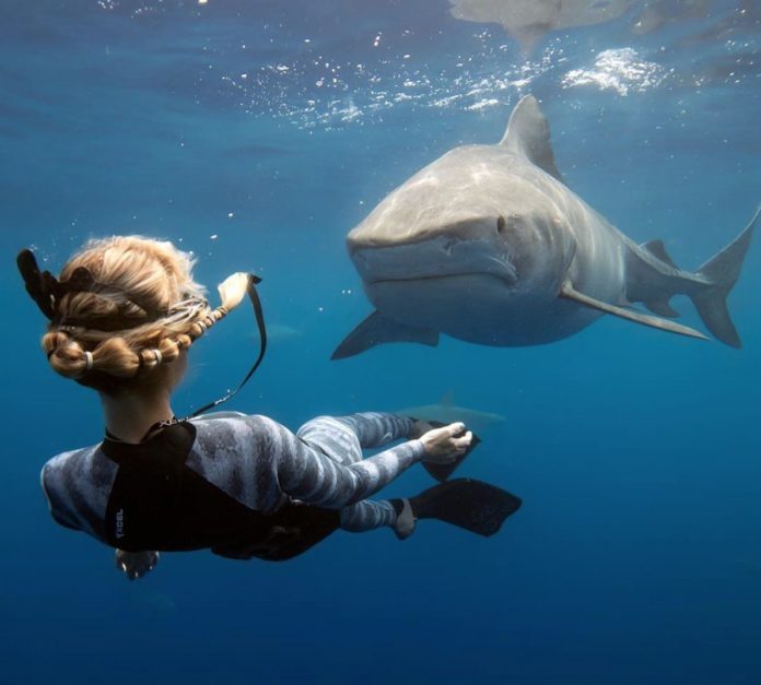 Um homem encontrou-se com um tubarão e isto foi o que aconteceu ➤ Buzzday.info