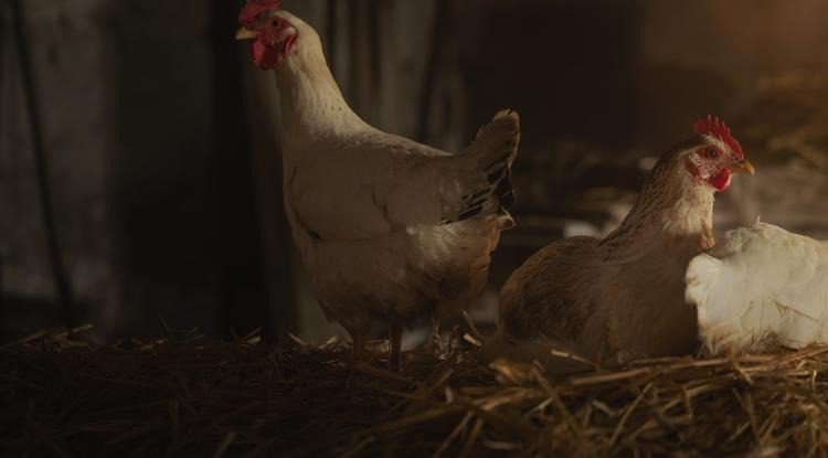 Sokk: A gazda csak bekukkantott a tyúkólba, de megkövült attól, amit a csirkék között látott (fotó) ➤ Buzzday.info