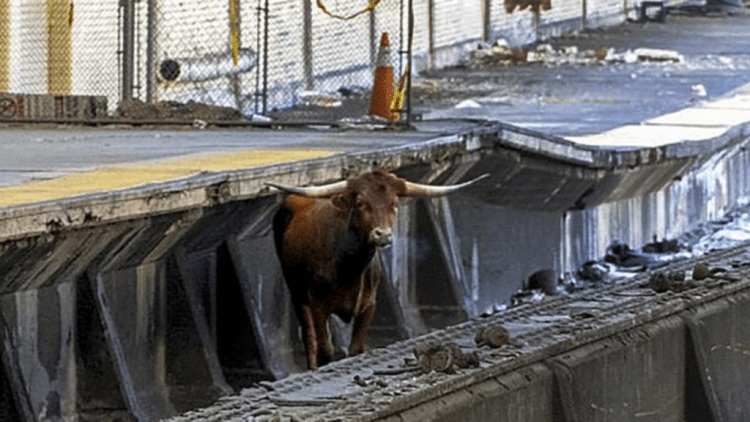 Un toro sembró el pánico en Nueva York al deambular por las vías de un tren