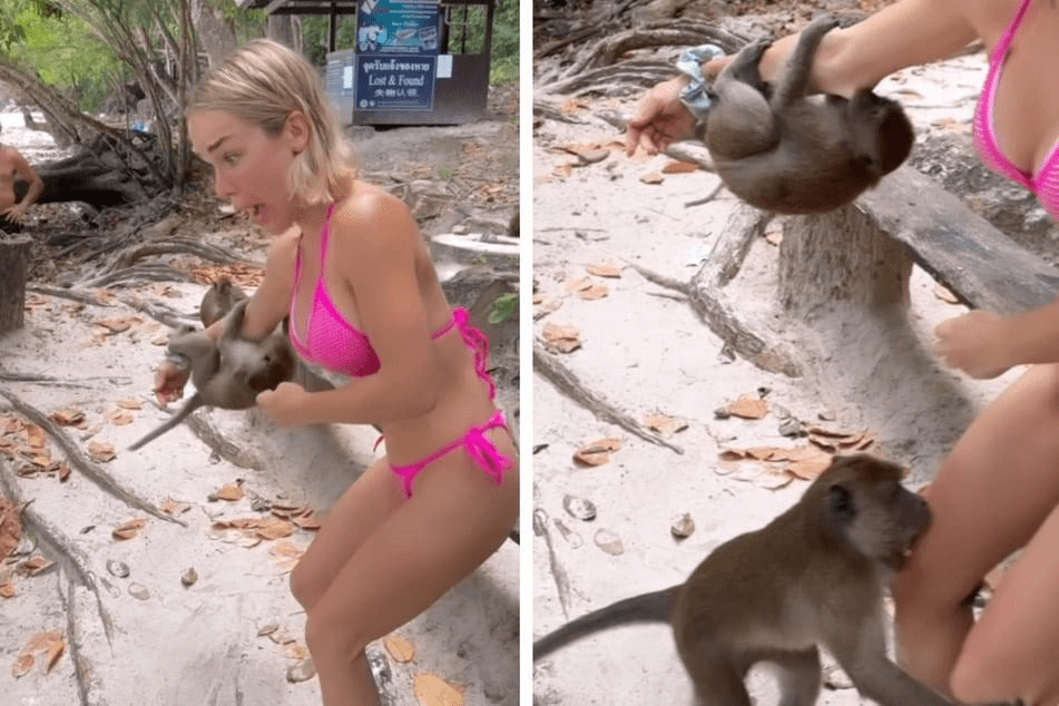 Video! Emmy Russ von zwei Affen gebissen: Lebensgefahr! ➤ Buzzday.info