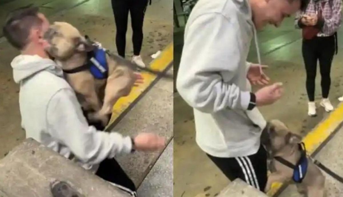 No pasa nada por llorar. Fue un emotivo reencuentro entre un perro y su dueño tras siete meses separados ➤ Buzzday.info