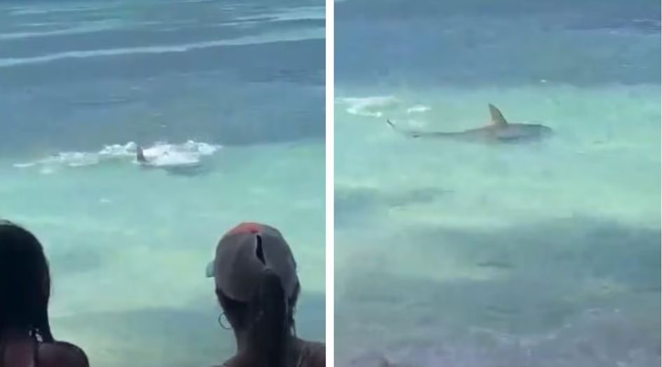 Los bañistas de la playa de San Andrés se vieron sorprendidos por la repentina aparición de un tiburón, lo que provocó un susto ➤ Buzzday.info