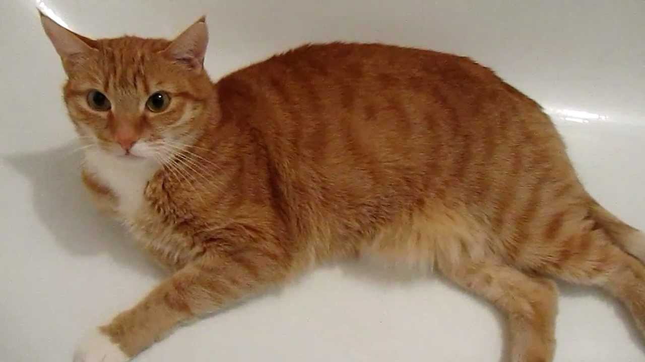 IN DER BADEWANNE LIEGEND: DIE REAKTION DER VERRÜCKTEN KATZE SPRICHT BÄNDE