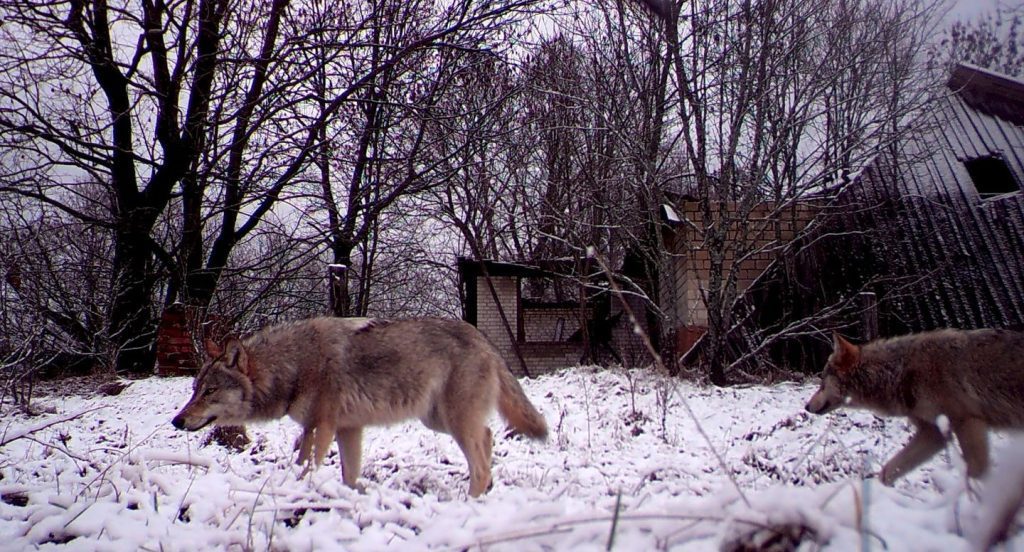 Tschernobyl: Diese Wölfe sind mutiert – und haben jetzt ungewöhnliche Fähigkeiten