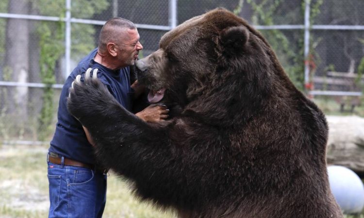 Um homem vivia com um urso e isto foi o que lhe aconteceu