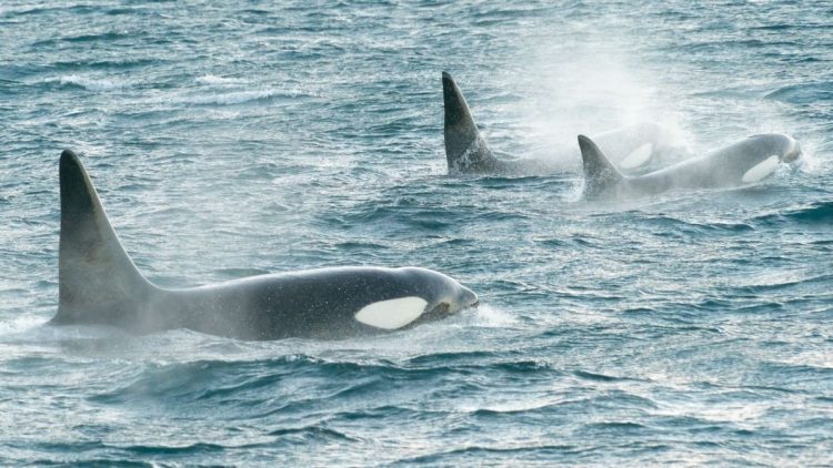 Orca greift Boot an: So kreativ wehrt sich ein Segler