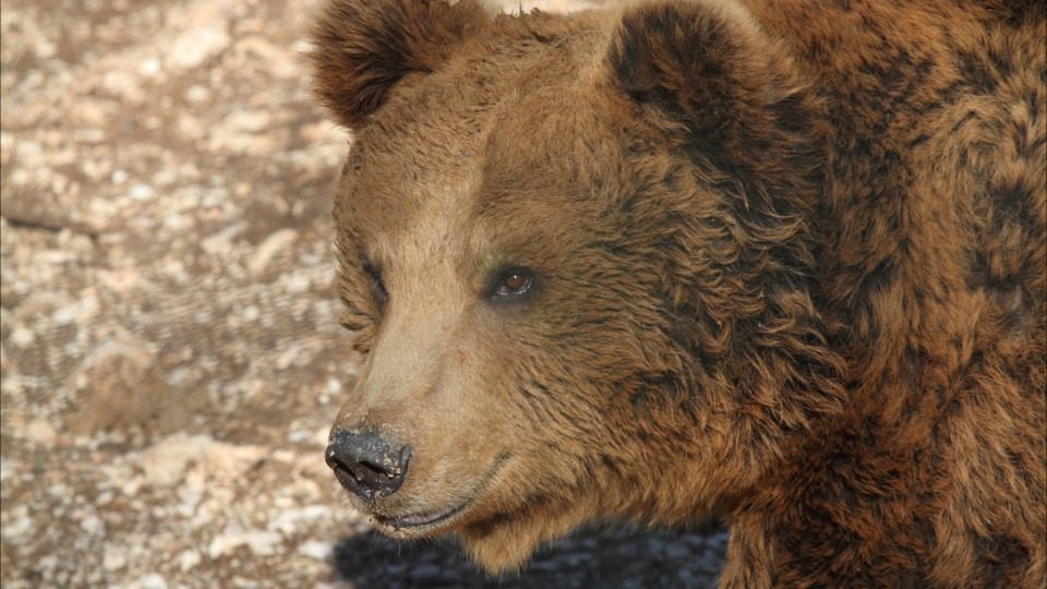 Um homem vivia com um urso e isto foi o que lhe aconteceu