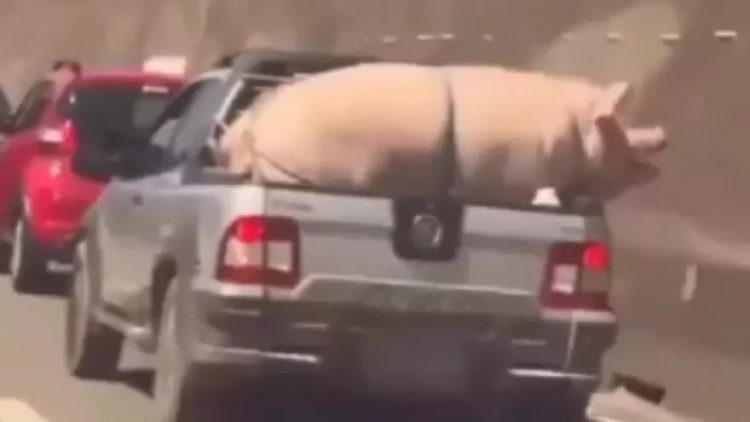 Vídeo: Indignación por un conductor que llevaba un cerdo gigante en el maletero de una camioneta