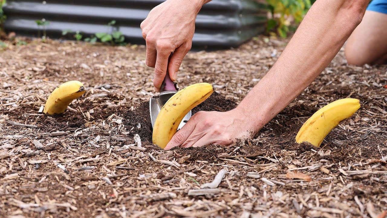 Basta enterrar bananas no jardim e tudo se resolverá