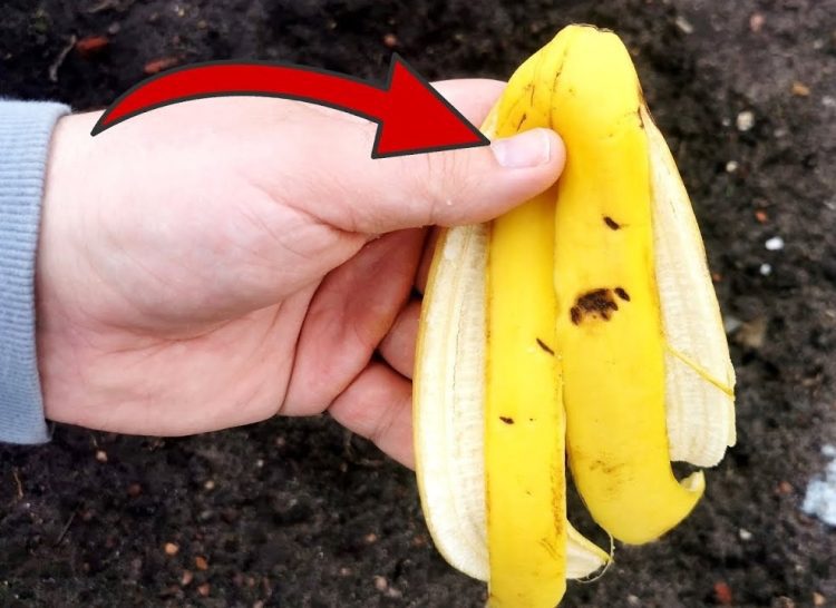 Basta enterrar bananas no jardim e tudo se resolverá