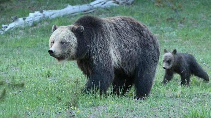 A mulher seguiu o urso até à floresta, e foi isto que aconteceu