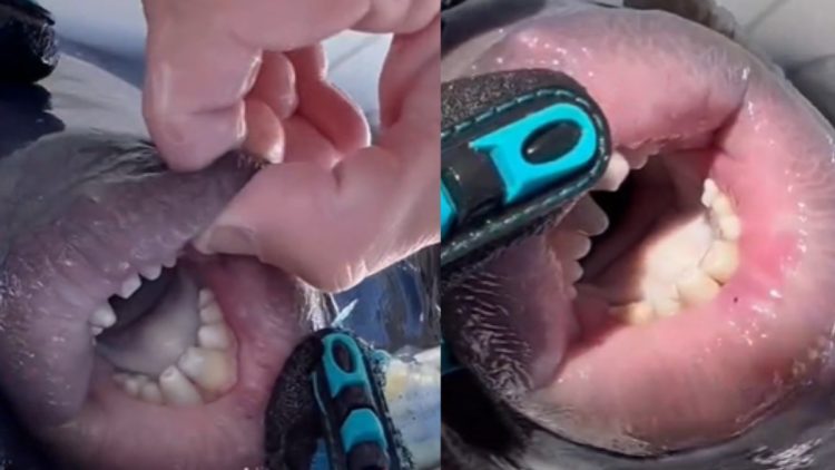 Vídeo: pez con labios y dientes humanos