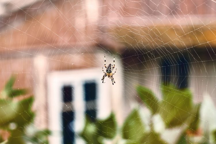 Nunca mates arañas en casa: la razón te sorprenderá