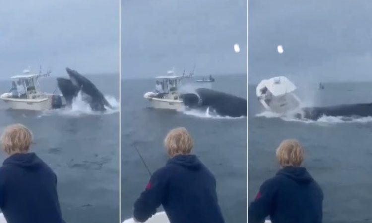 Baleia salta e afunda barco com pescadores nos Estados Unidos; veja vídeo