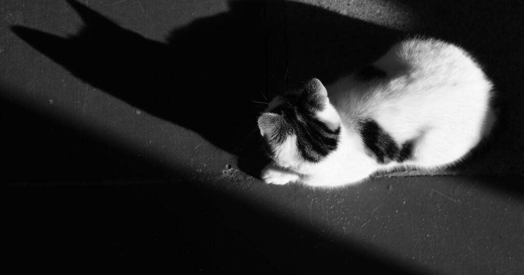 Schockierende Entdeckung: Die Katze wurde nachts gefilmt