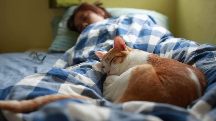 Dormir con tu gato: Información crucial que debes conocer