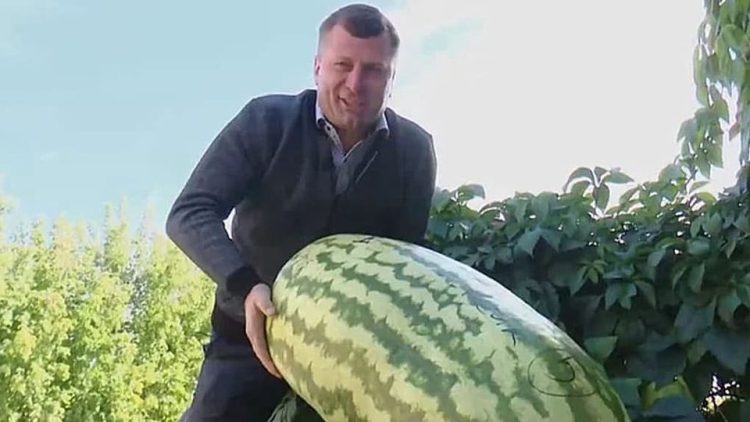 Esto es lo que había dentro de una sandía que pesaba 130 kilos