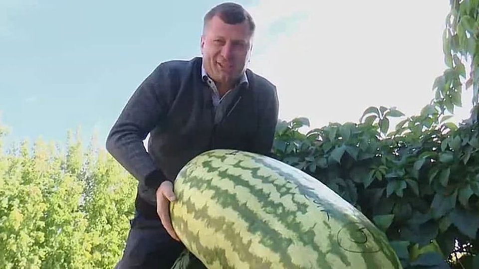 Esto es lo que había dentro de una sandía que pesaba 130 kilos ➤ Buzzday.info